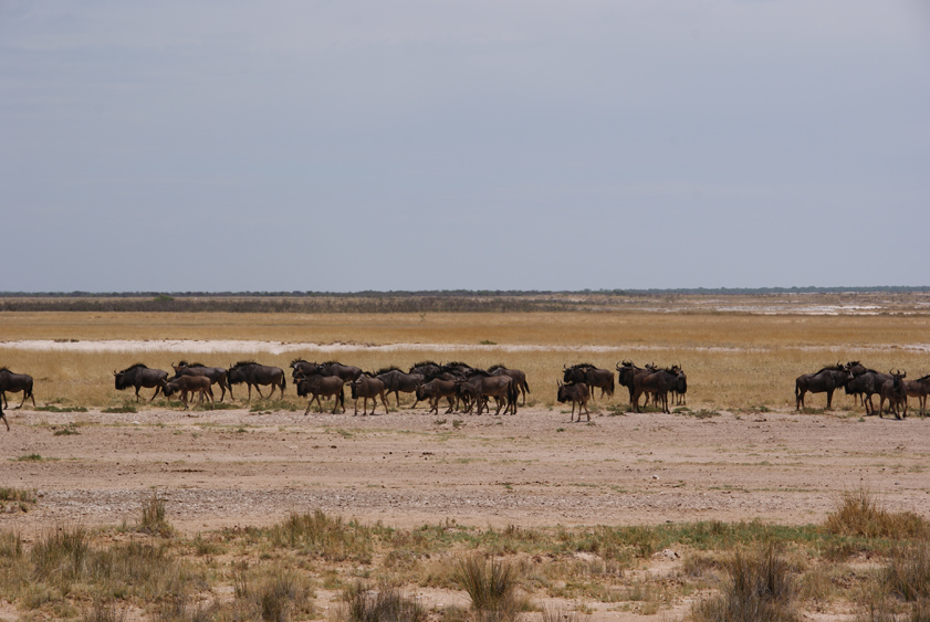 16   gnus.jpg